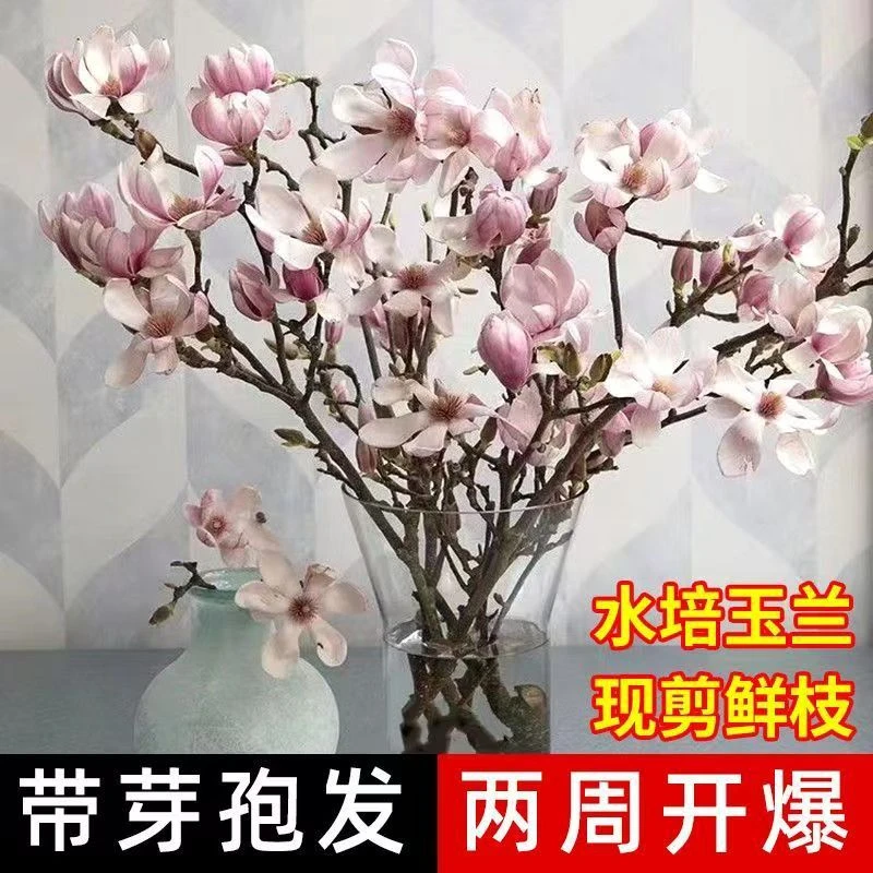 玉兰花鲜切枝带花苞室内鲜花花卉好养易活无异味森系
