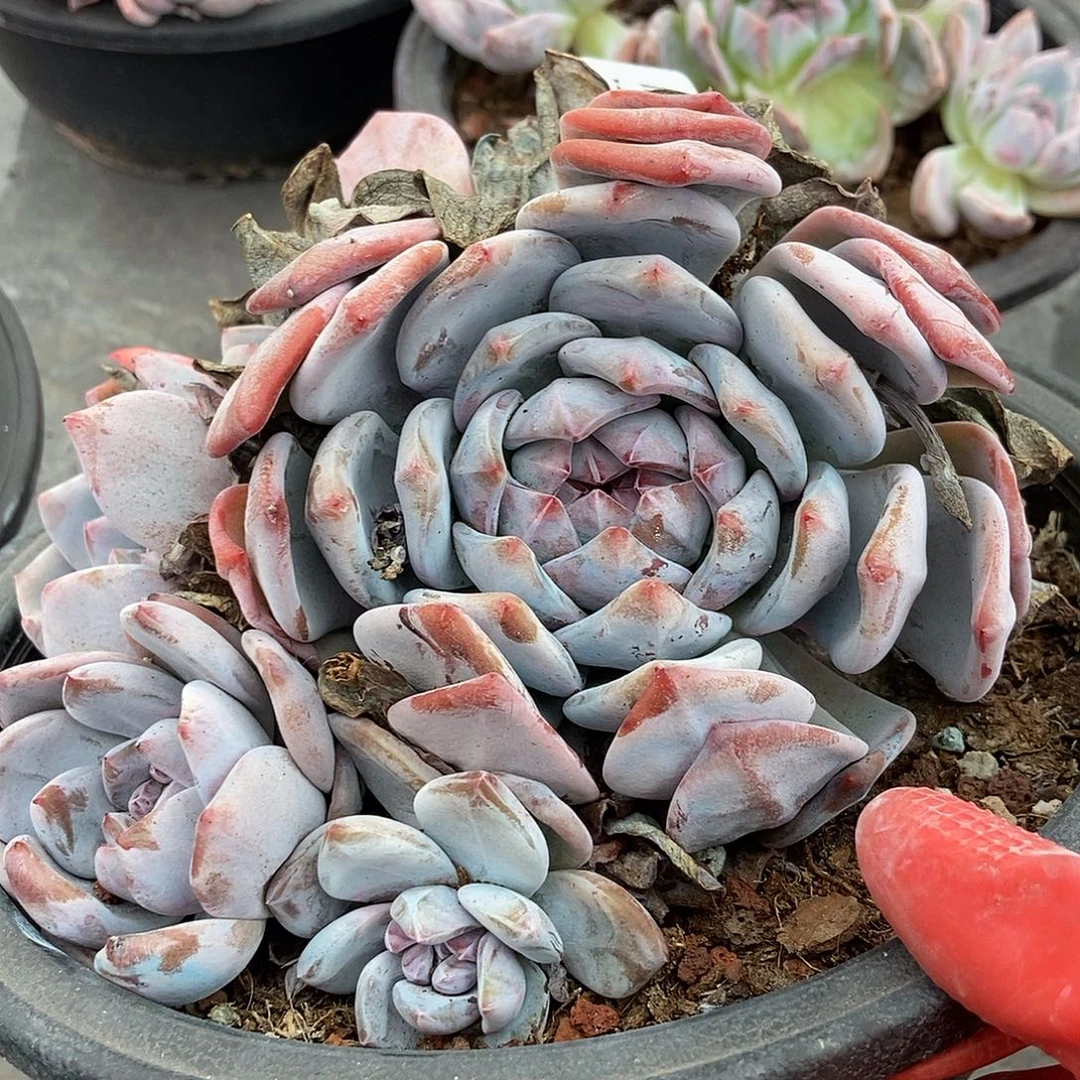 4-49 一物一拍石榴籽