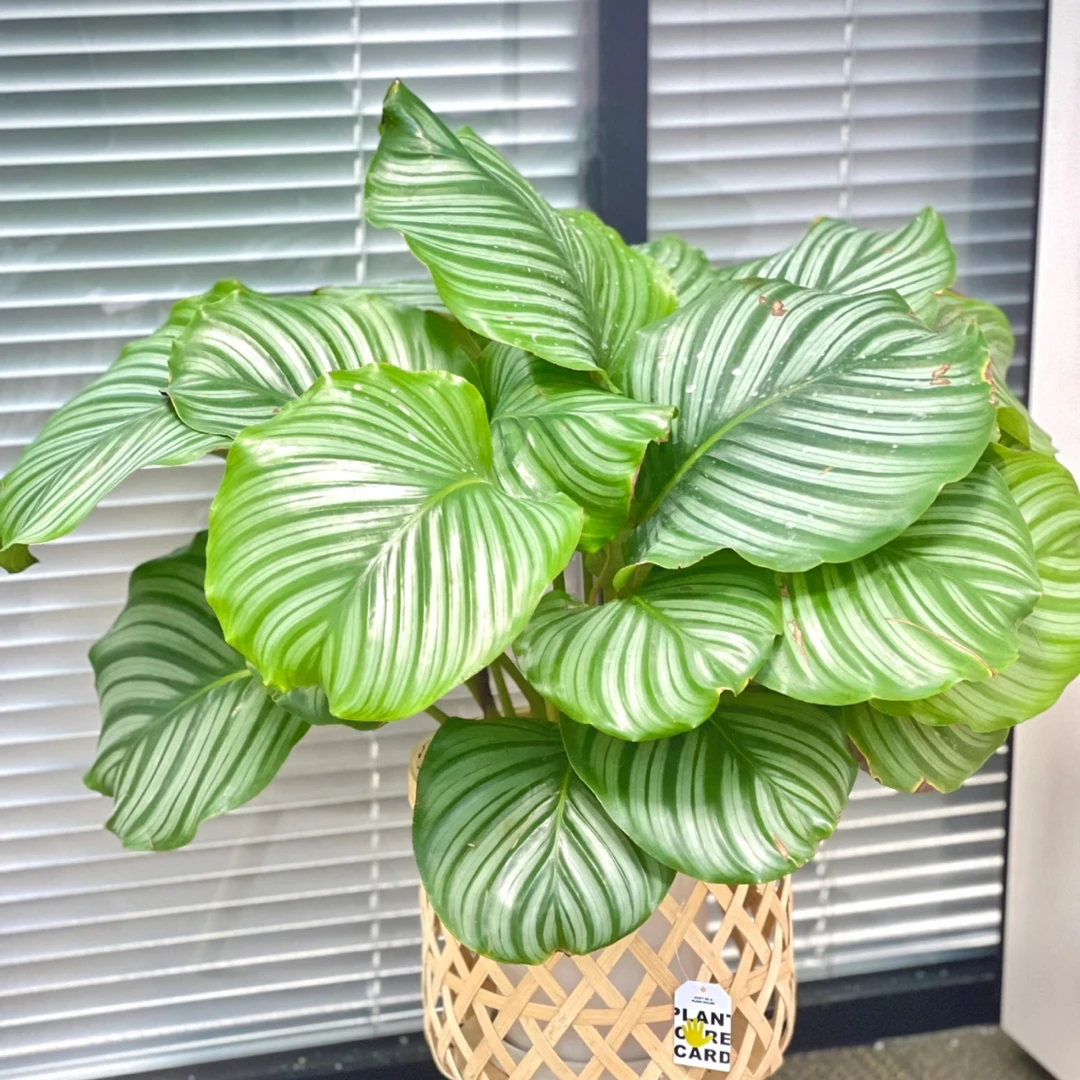 青苹果竹芋盆栽室内客厅绿植好养耐阴吸甲醛四季常青