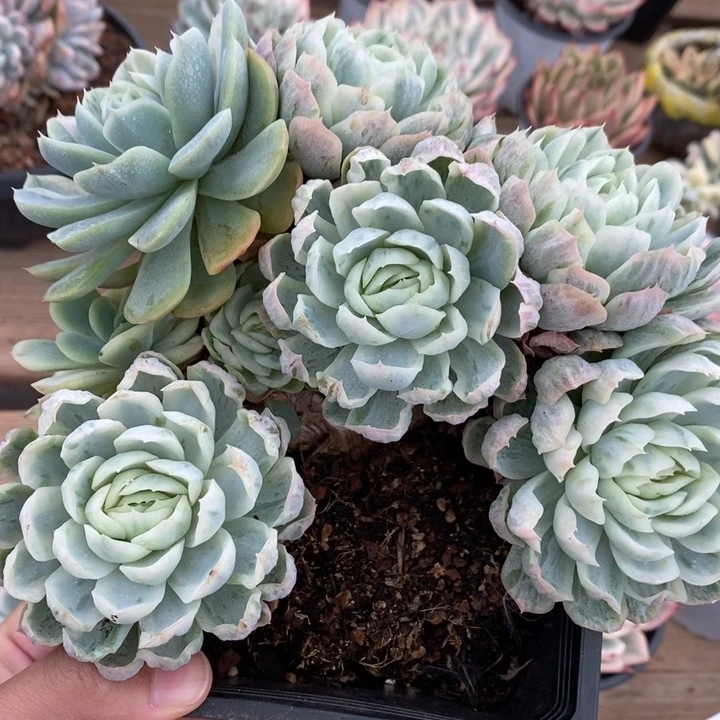 贝瑞锦多肉植物A2003
