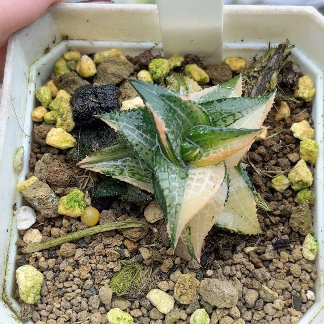 610硬叶龙鳞锦福利专场