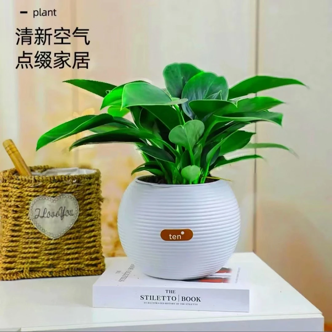 Cz【含白盆】金钻绿公主盆栽室内绿植吸甲醛净化空气四季常青水培土