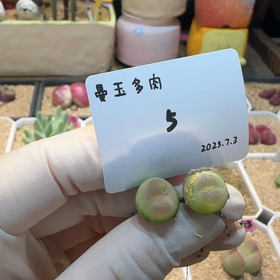 ****！多肉多肉多肉7.3-005