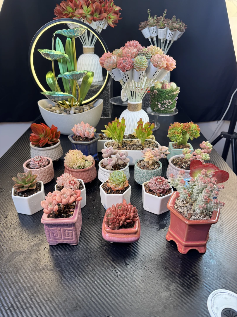 400-500多肉实拍一物一拍 所见即所得