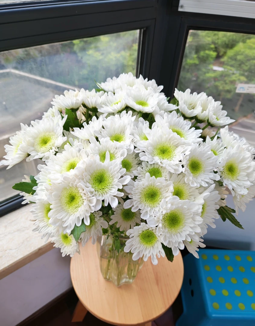 雏菊鲜花（瑞白）高品质鲜花 东北基地新鲜采摘发货