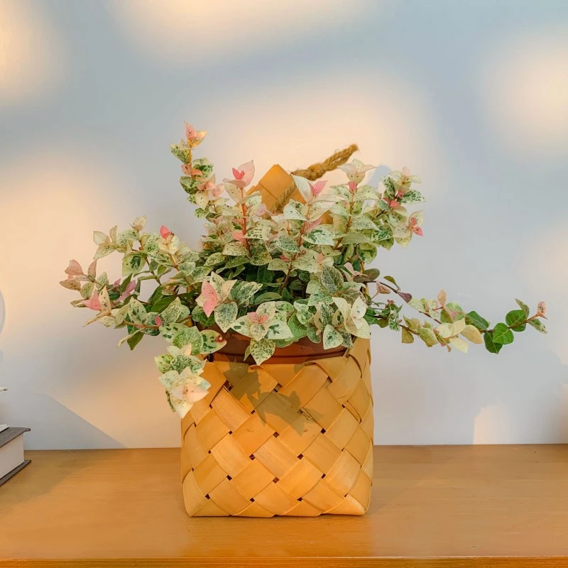 [花叶络石]花既是叶四季彩叶阳台可养耐寒植物花卉垂吊绿