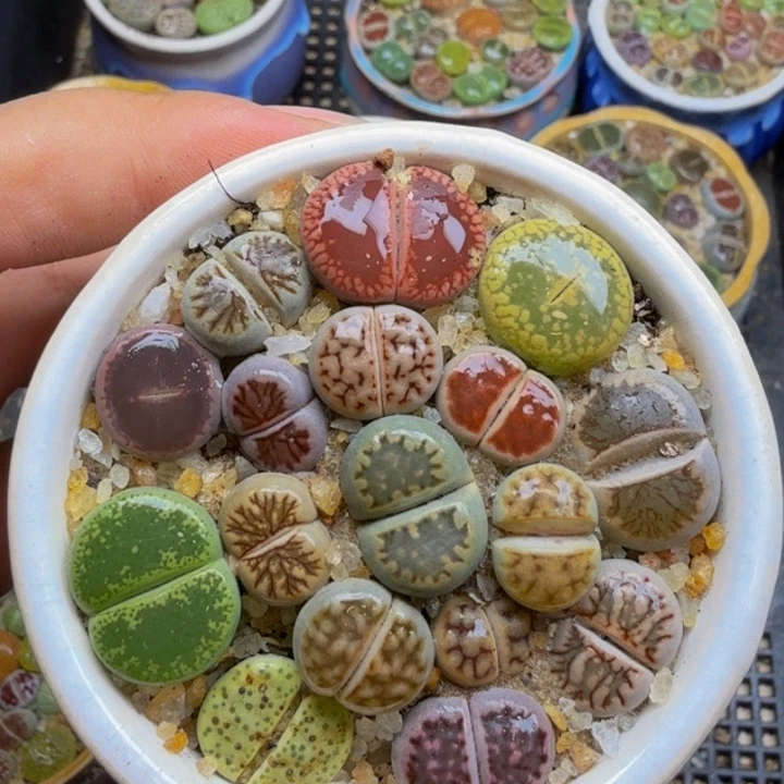 多肉植物的生长紫79