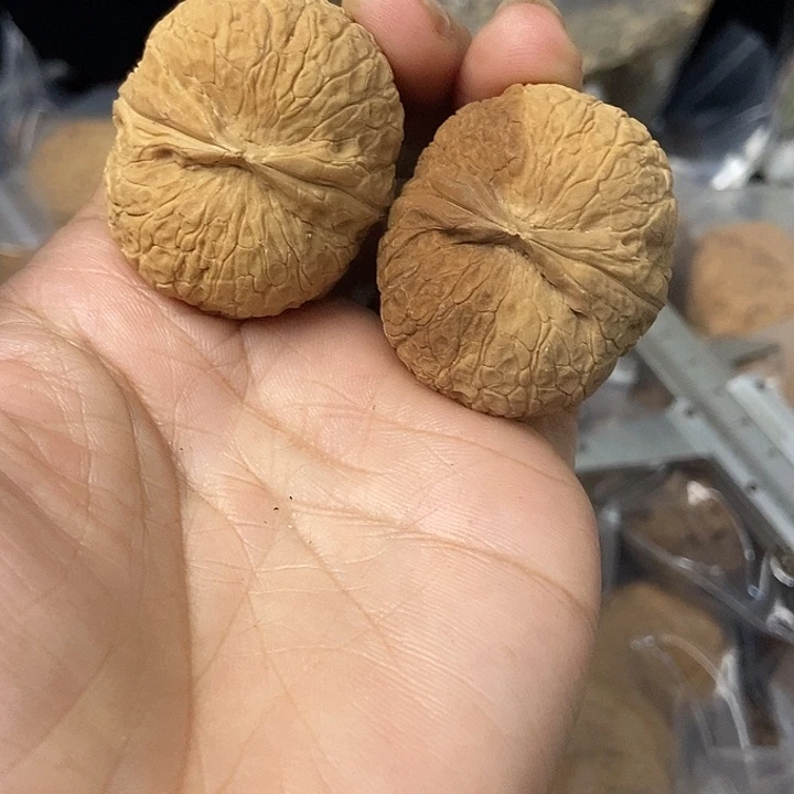 文玩核桃把件云南铁核桃基地100