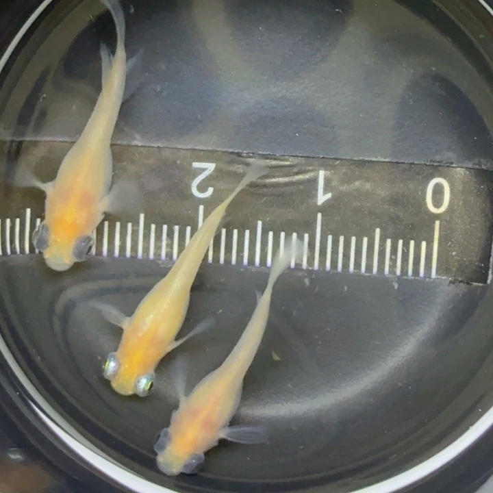 青鳉鱼白出目熊猫14号