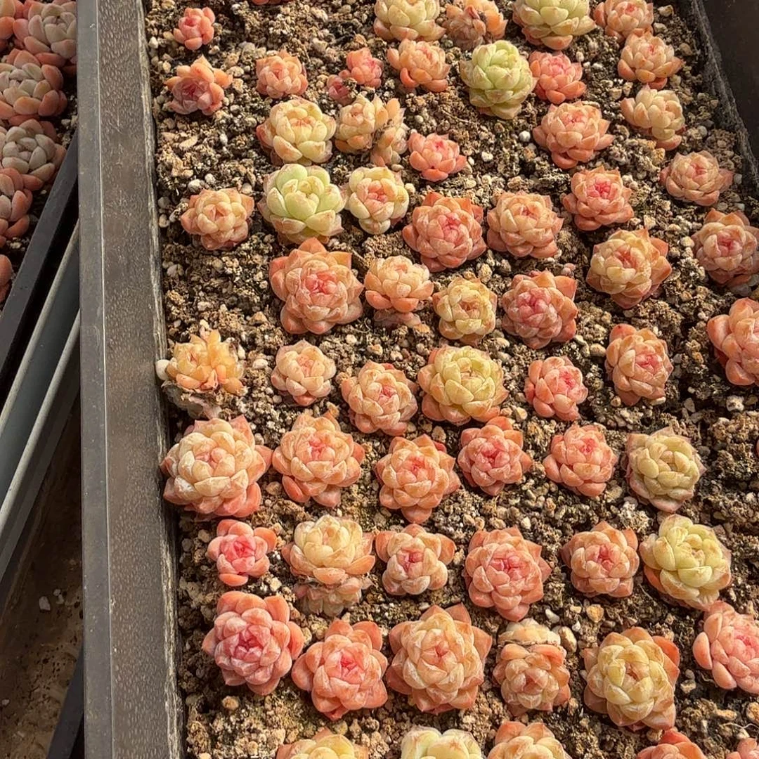 冰晶正方形多肉切糕（量拍）