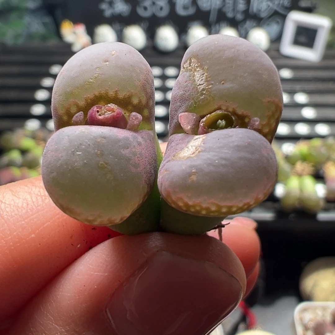 42号有伤特价单头1.87