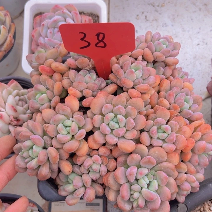 健健康康平平安安