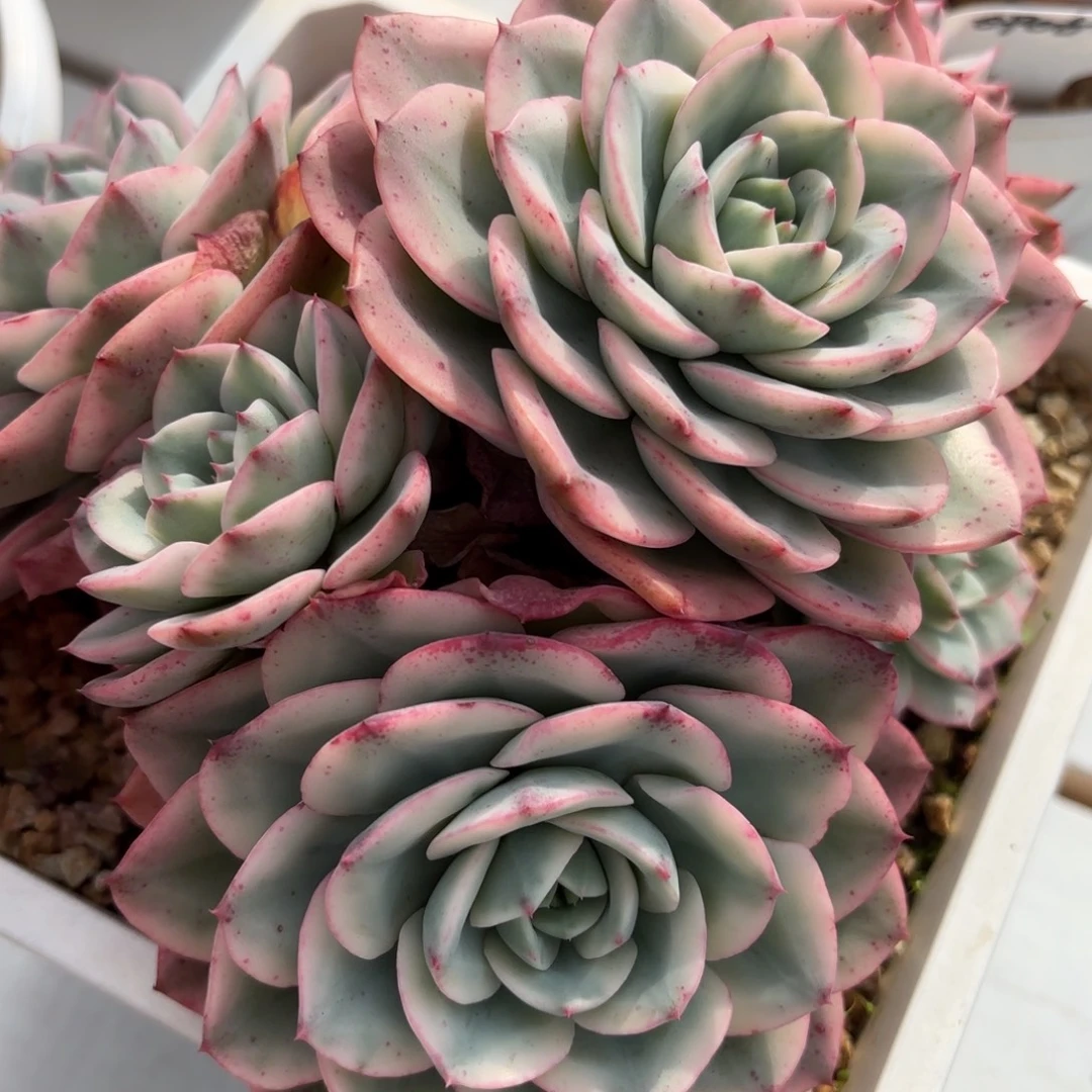 奶油黄桃群多肉植物
