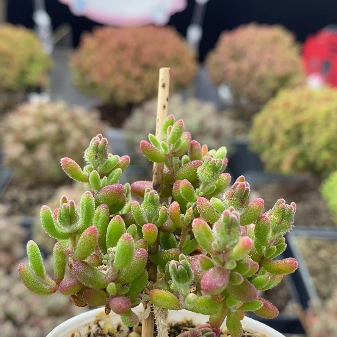 红宝石0470枝干番杏