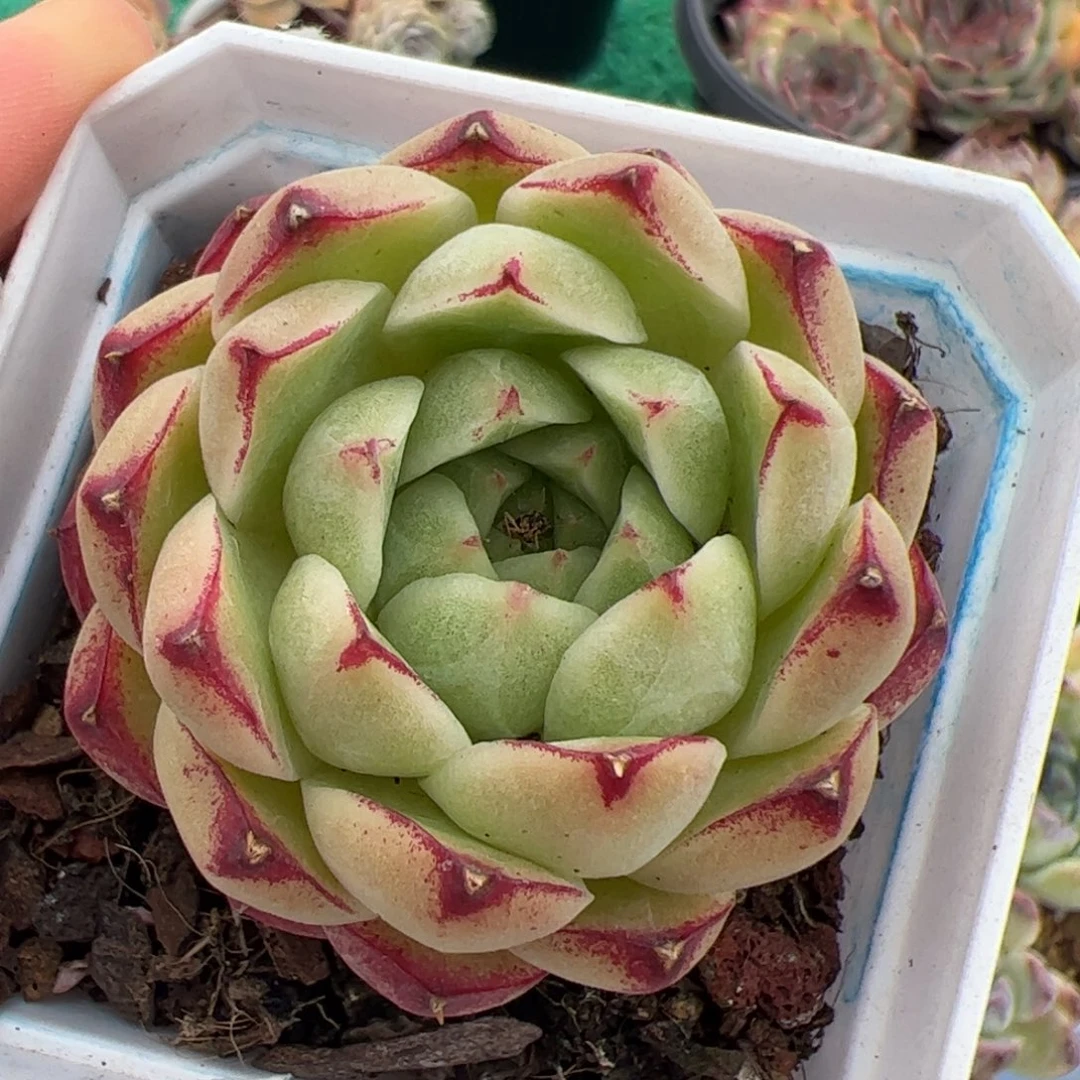 156 满38元包邮一物一拍