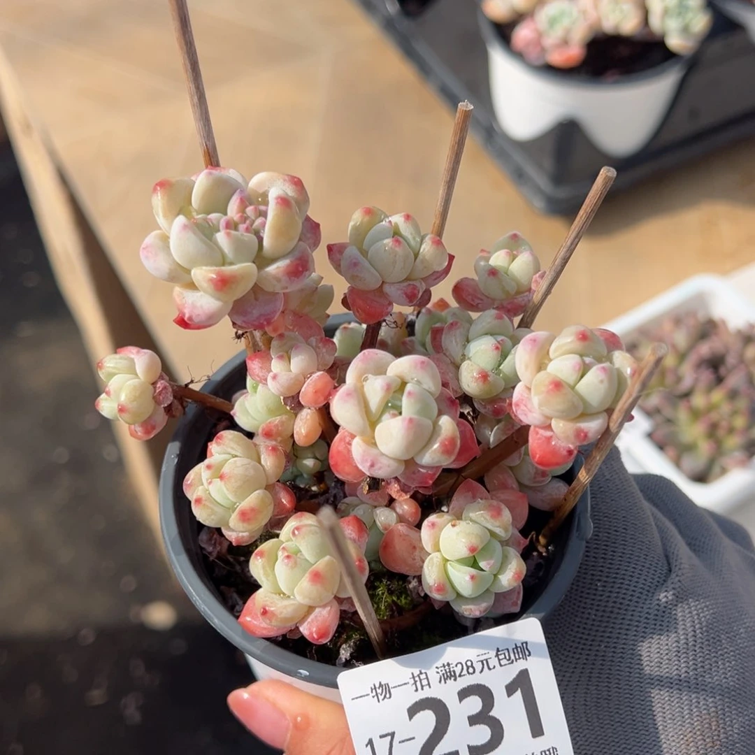 粉香水多肉多肉多肉