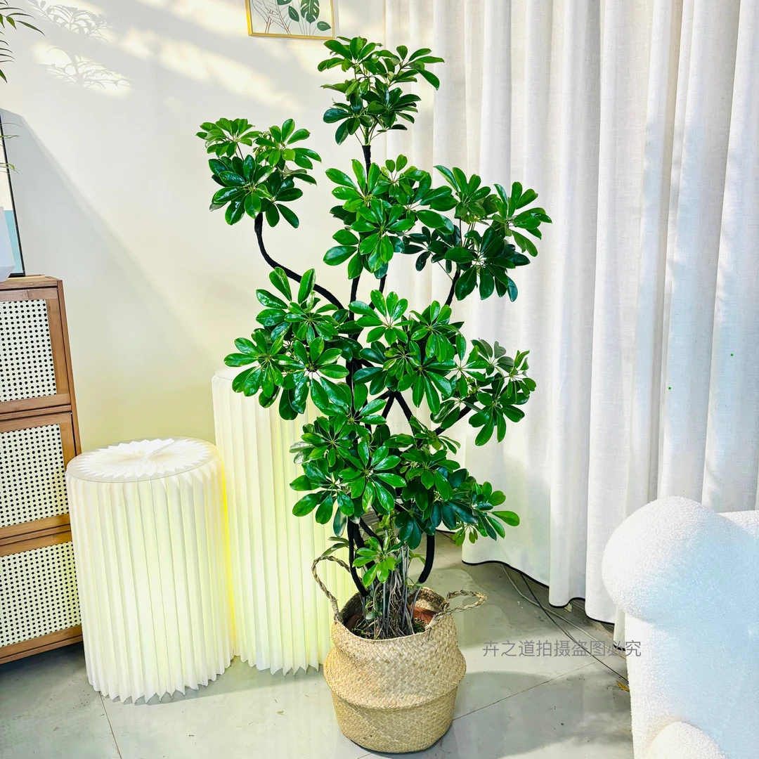 【八方来财】鸭脚木室内盆栽净化空气绿植