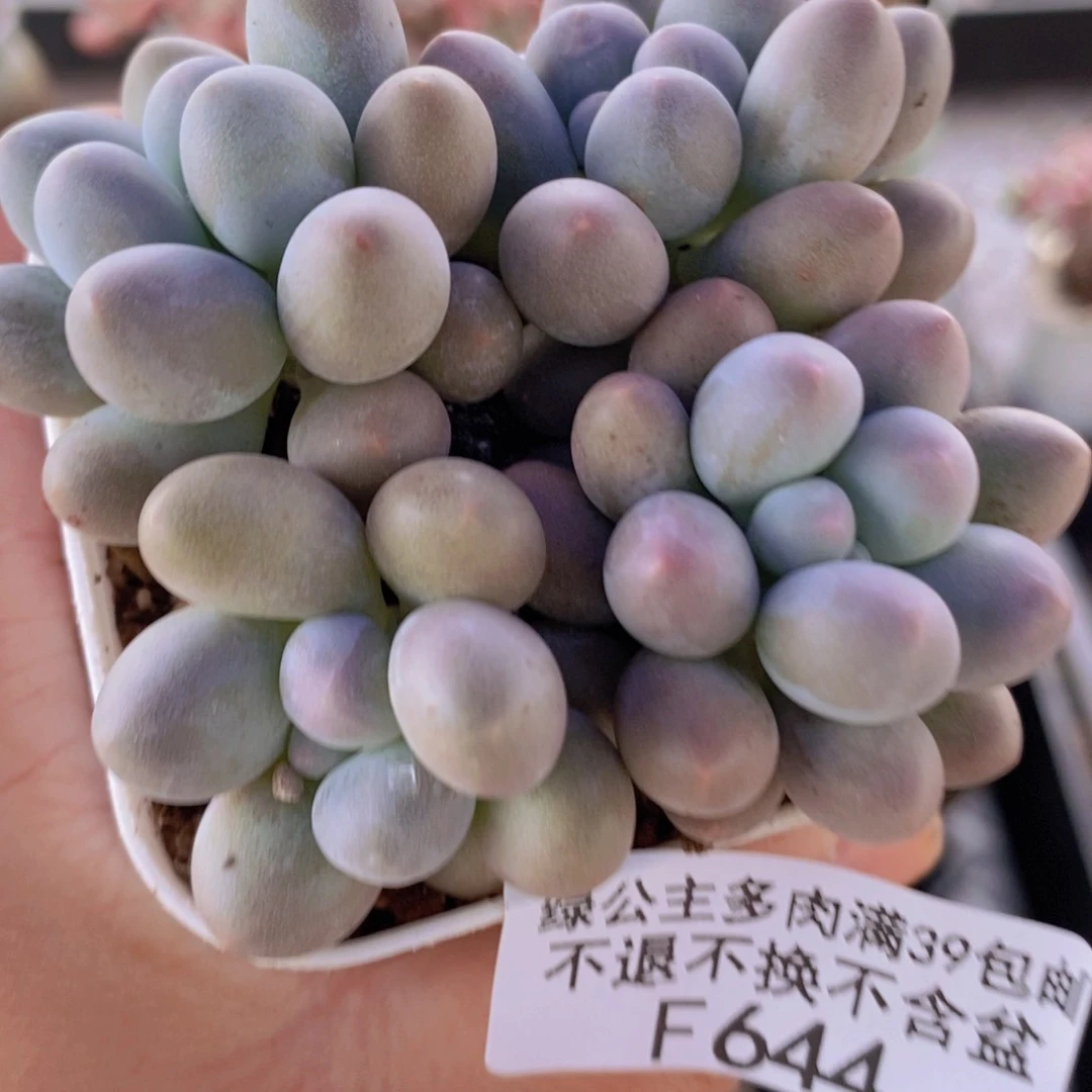 粉红泡泡4棵644多肉植物