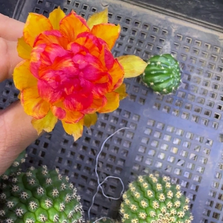 309丽花金荷花歪无根侧牙2到3公分左右，20包邮