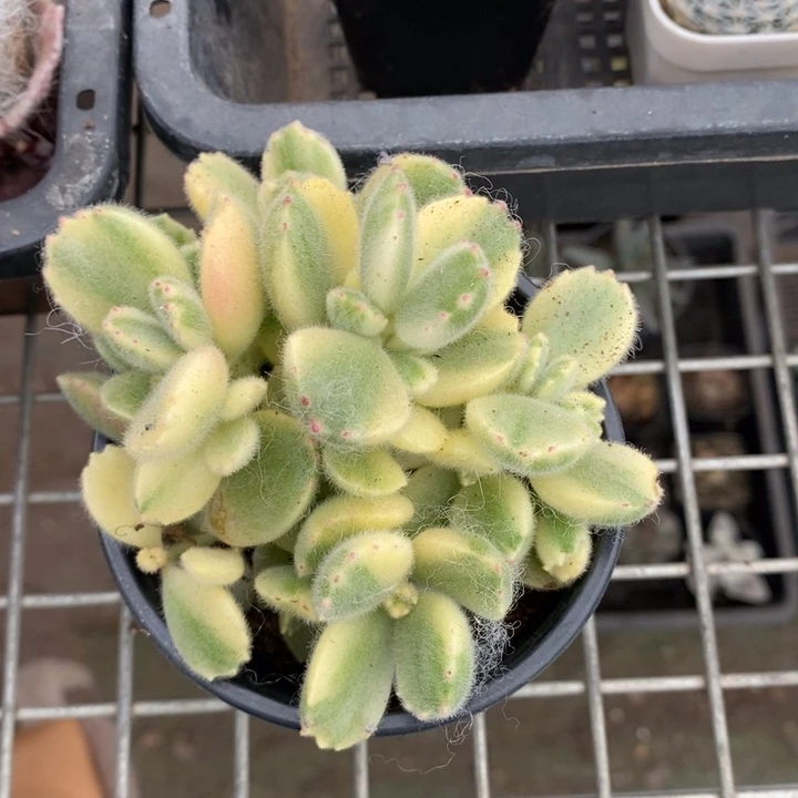 伯克利和格蕾纳的故事也