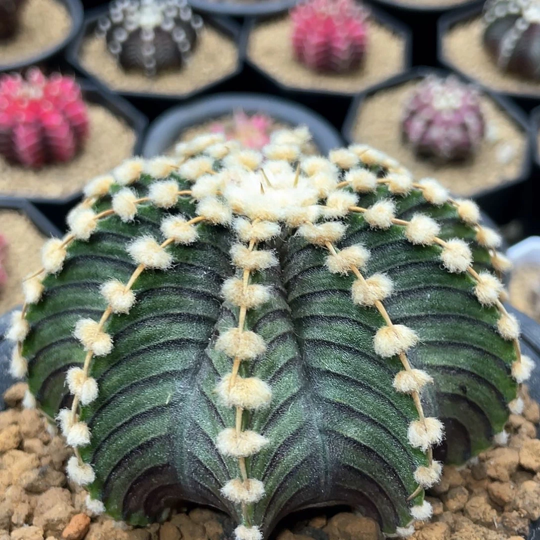 泰系实生根，高绒连绒肋骨LB2178