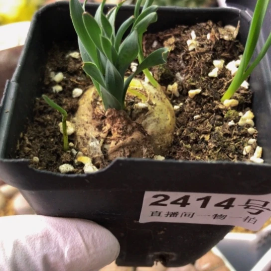 2414，弹簧草如图