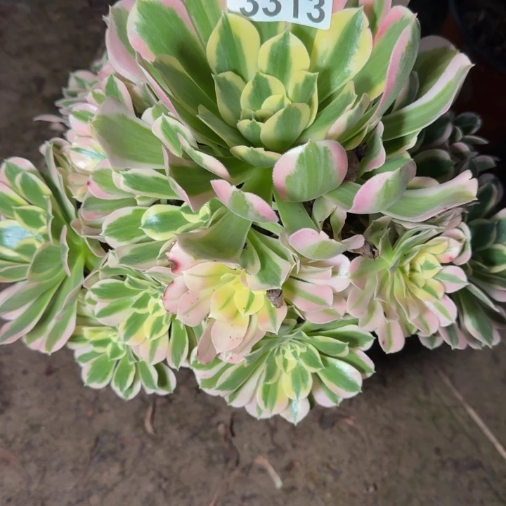 3313白凤多肉植物