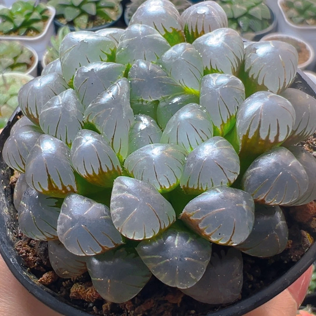 孔明灯万象盆玉露多肉多肉