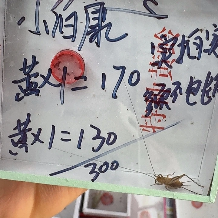 小***康蟋蟀蝈蝈我在外面111111