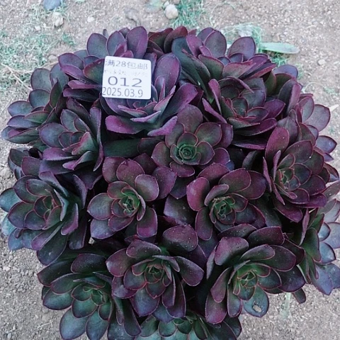 3.9-12魅金多肉植物