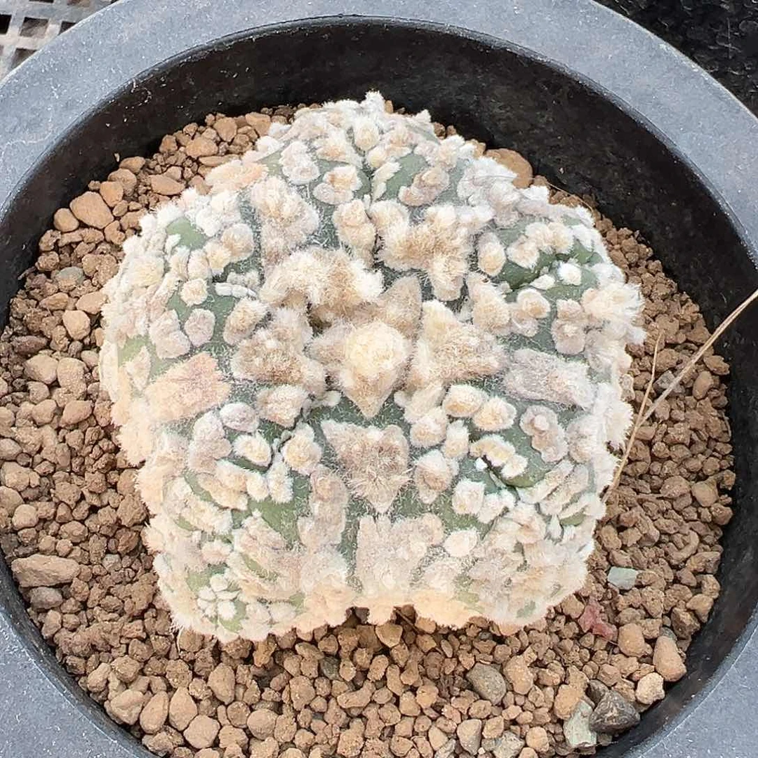 大****?实生五星花园兜