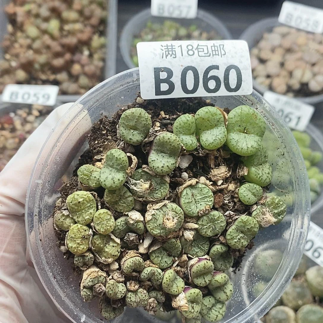 60具体咯哦哦安装看
