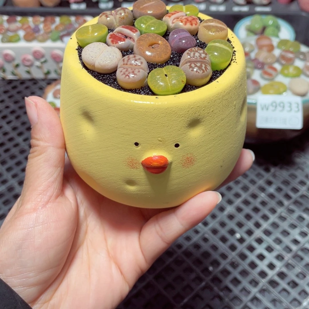 w9936 带盆土发货-零下地区拍保温箱