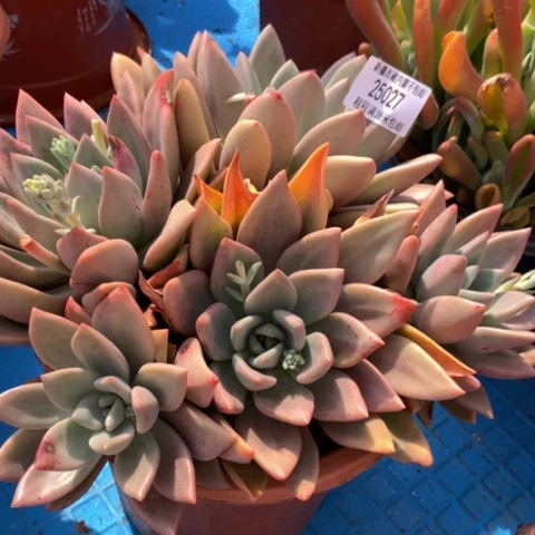 简****h桃花源25027多肉
