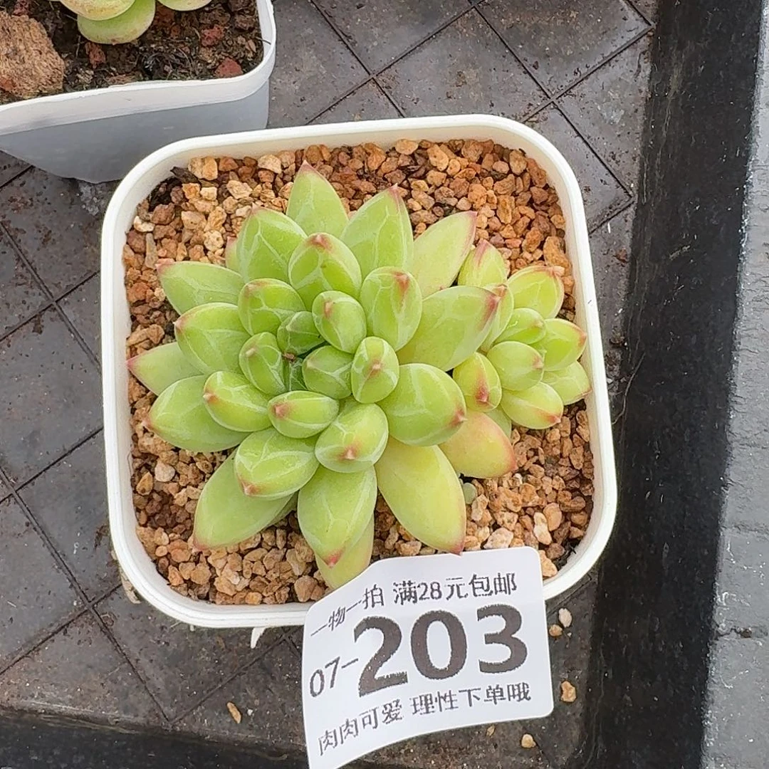 胖体青花瓷无盆土发货无盆土无