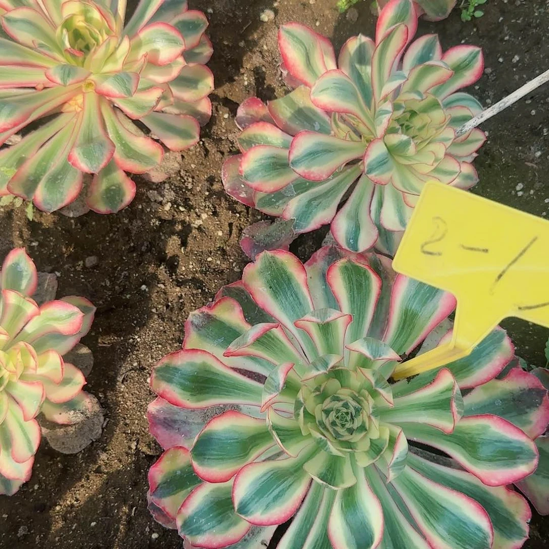 2-13---多头多肉植物爱丽丝