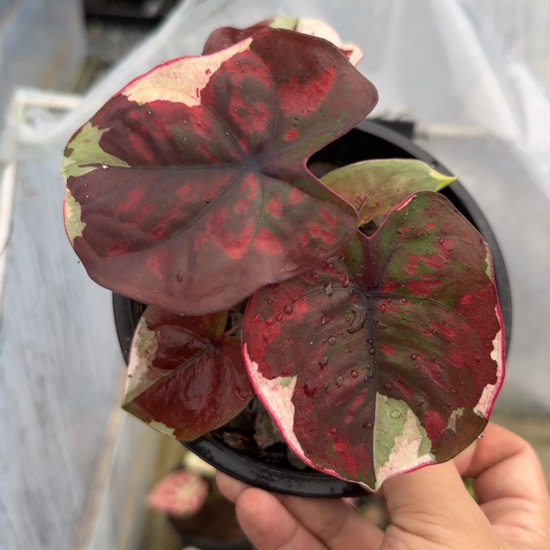 完全开放泰彩魔路西法