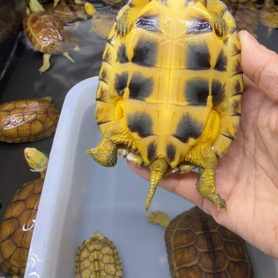 仙***者公母搭配宠物龟瑕疵