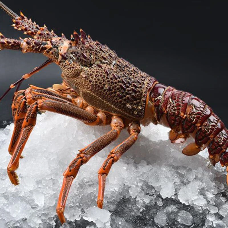 鲜活 南非龙虾仔 澳龙仔 小澳龙6-7两/只