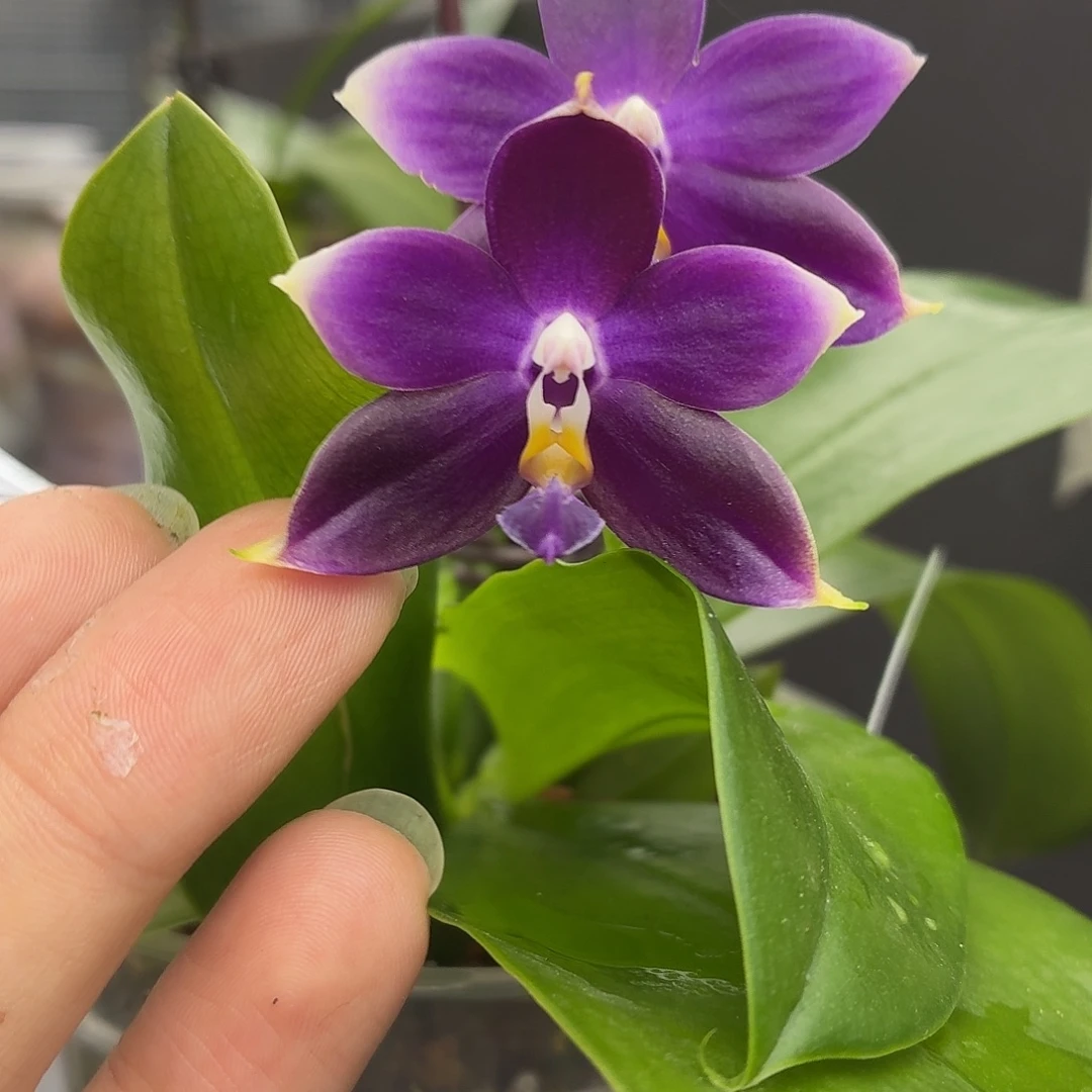 当前无花朵，栽培后可花朵A207yss1180