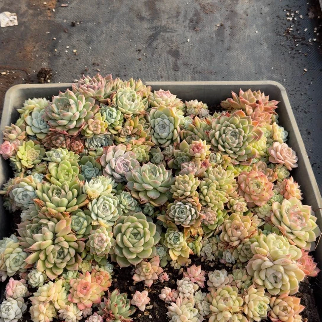 多肉杂交一物一拍25-10不带筐