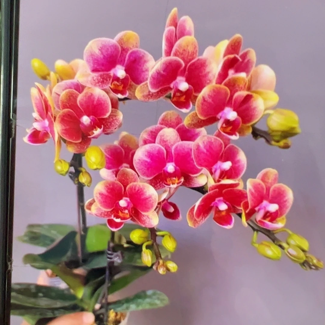 当前无花栽培后可以开花带剑金蝶凑单发货一颗不发货