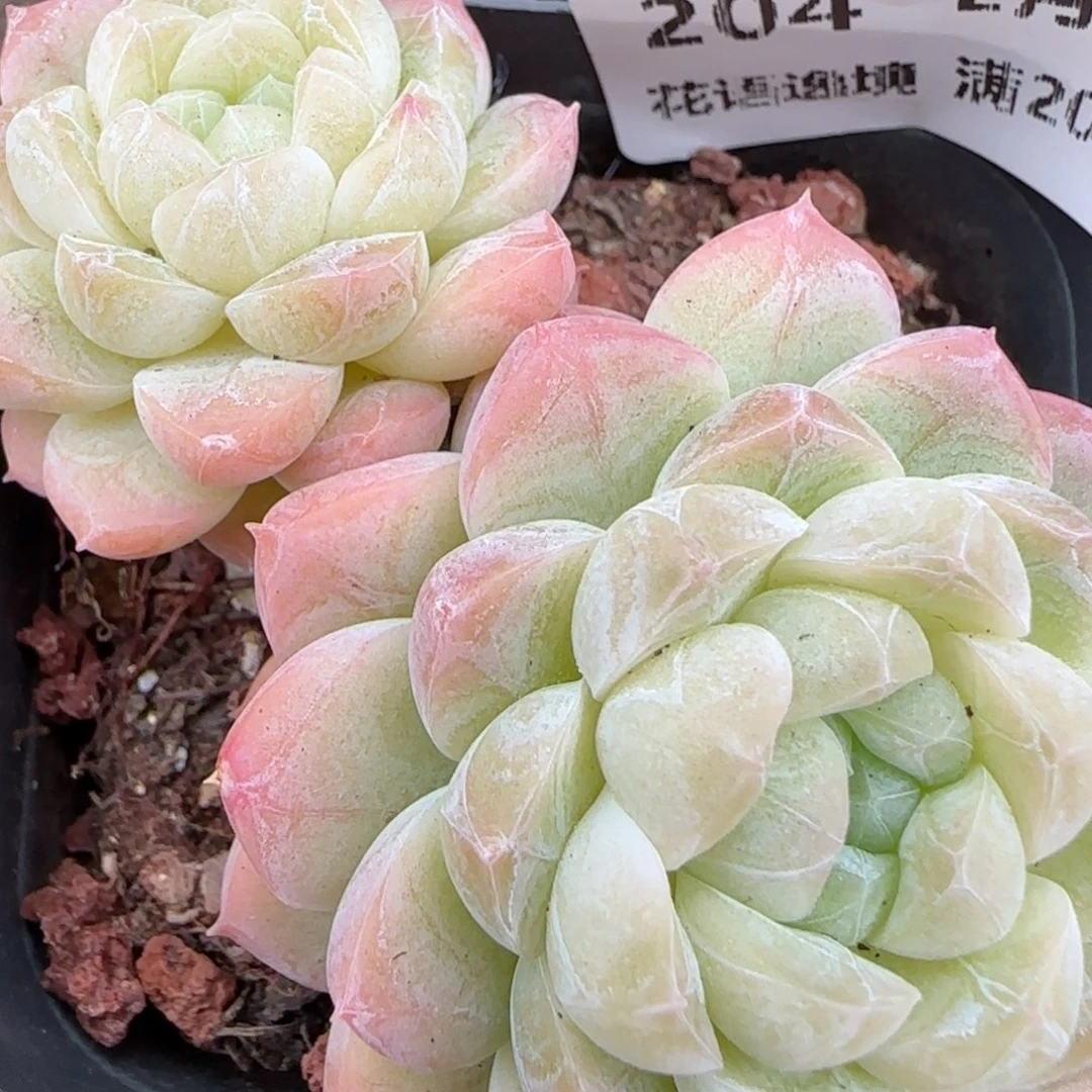 花语逸境0209-204