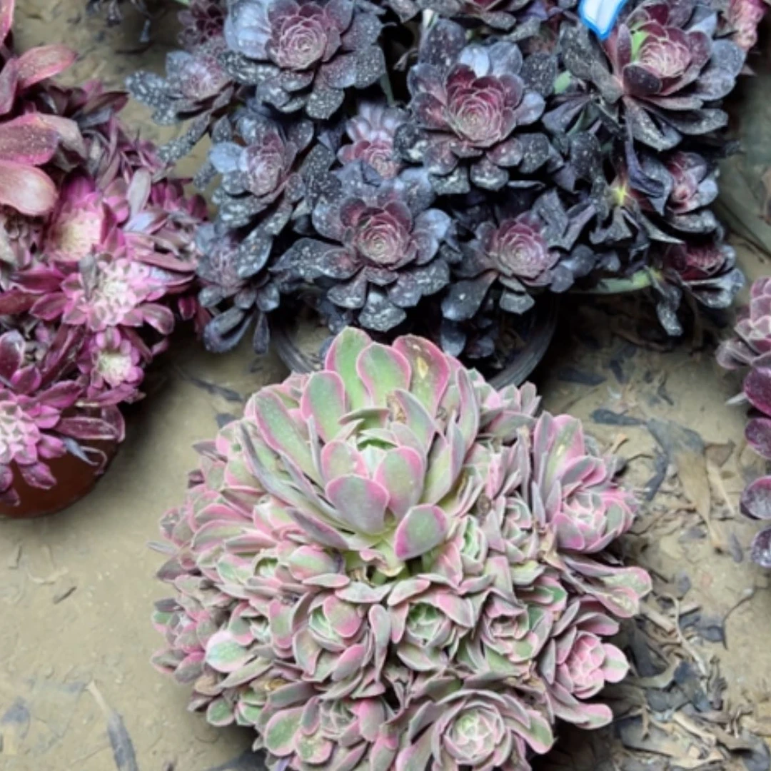 【闪购商品】郭*多肉植物两个5