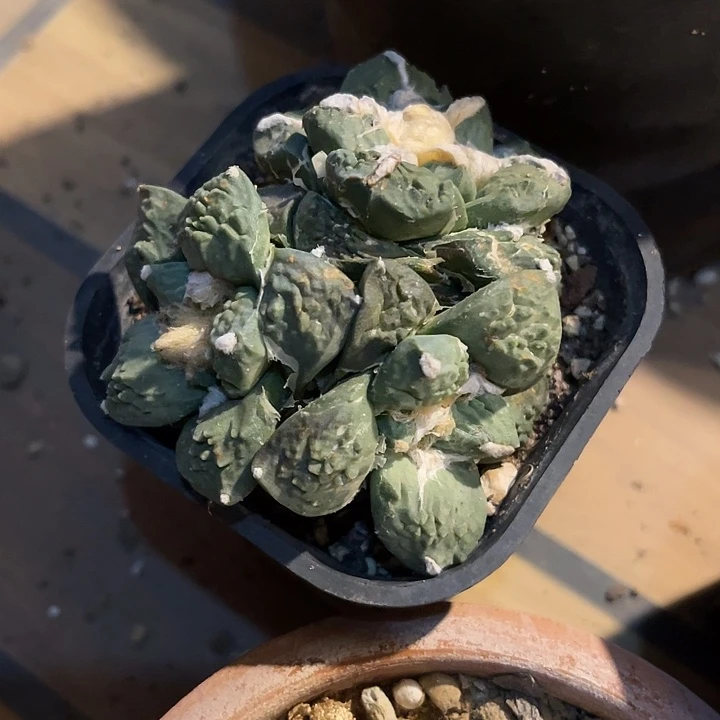 无花朵三头牡丹一物一拍