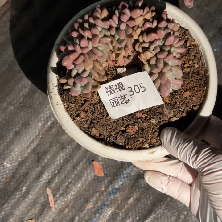 生****里305桃花源缀多肉植物