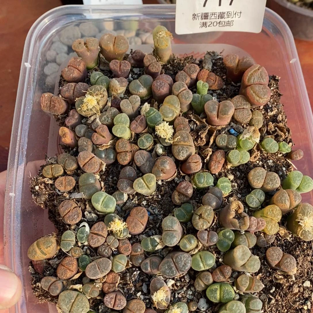 感谢您的支持，00717