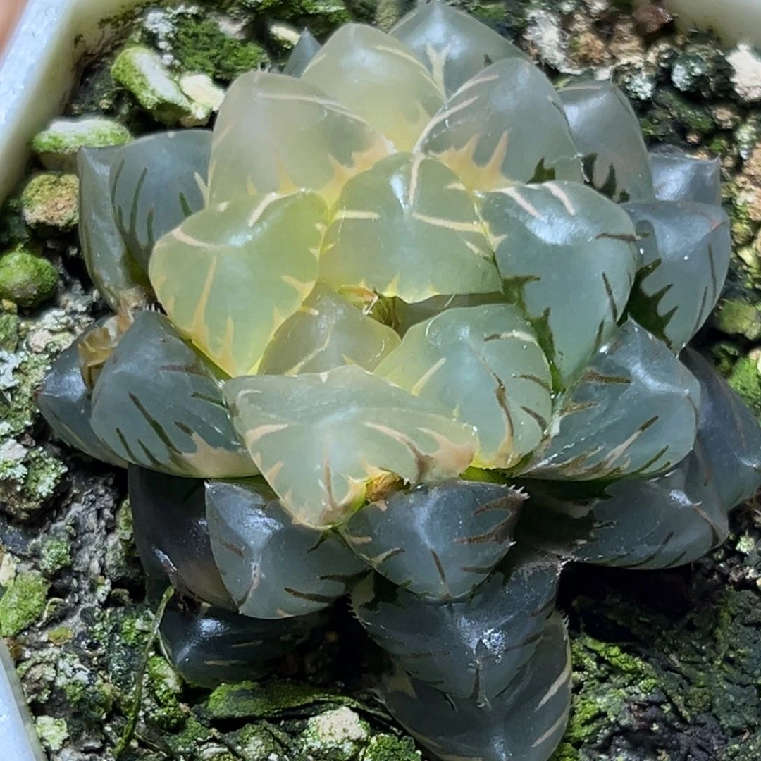 恭喜发财大吉大利981