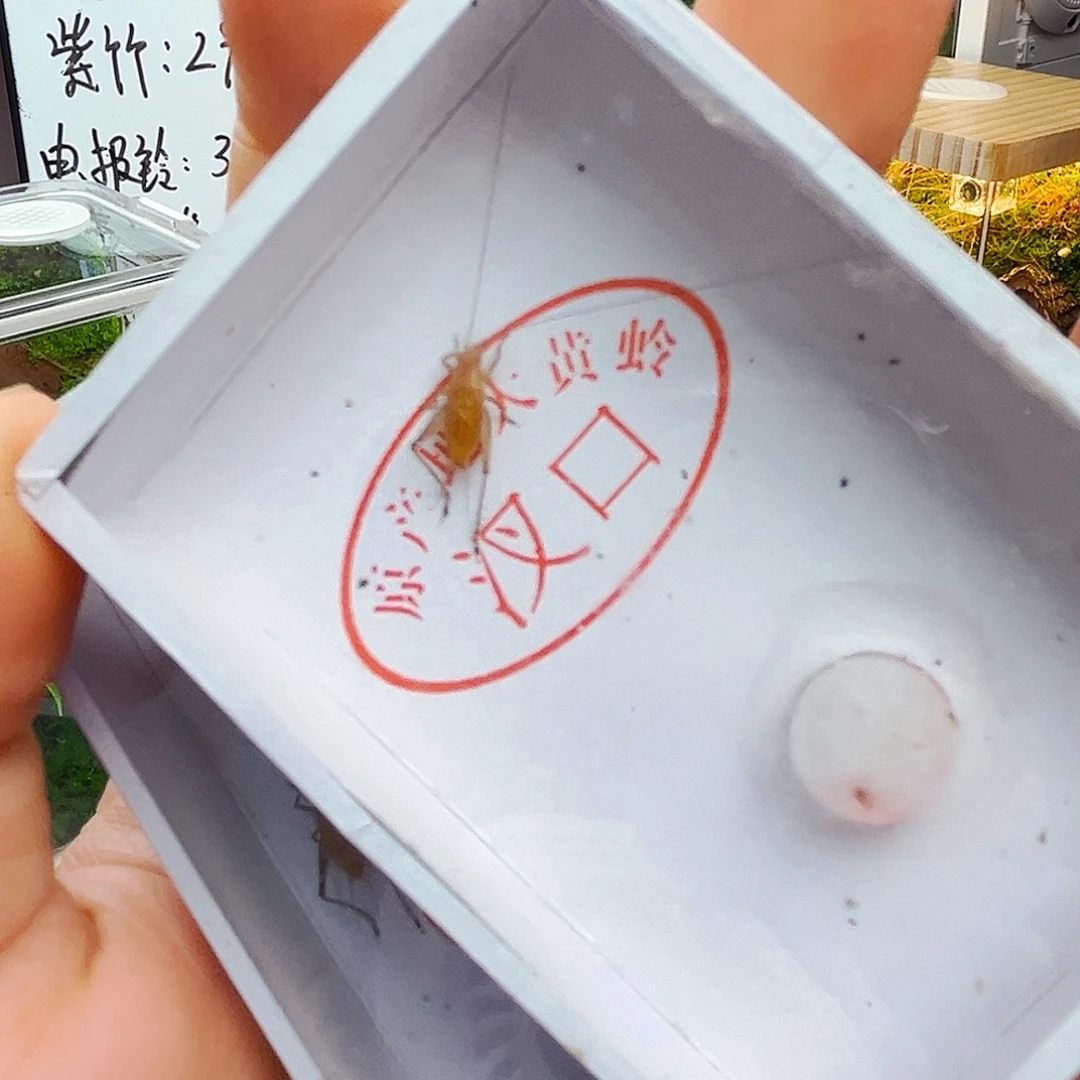 大黄哈哈哈哈哈哈