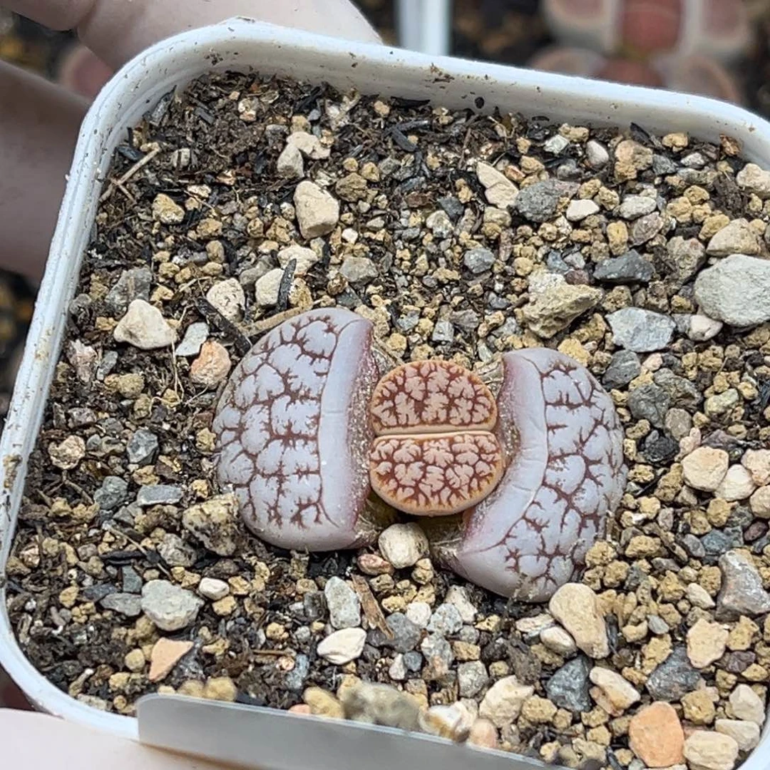 2265号一棵特选荒玉189